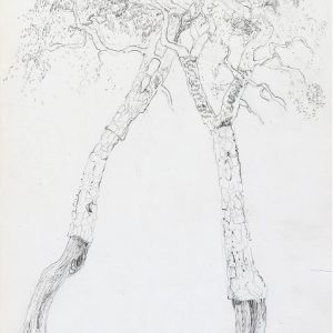 1972: Motivo vegetale | Bleistift auf Papier (26,9 x 21,2 cm)