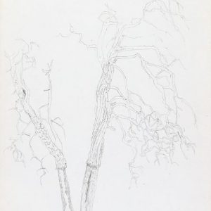 1972: Motivo vegetale | Bleistift auf Papier (29,8 x 20,9 cm)
