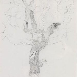 1972: Motivo vegetale | Bleistift auf Papier (29,6 x 20,3 cm)