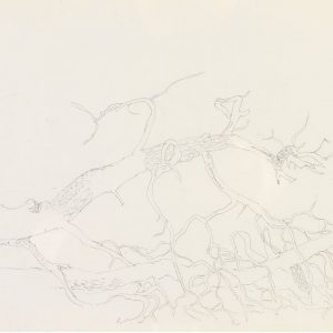 1972: Motivo vegetale | Bleistift auf Papier (20,7 x 29,9 cm)